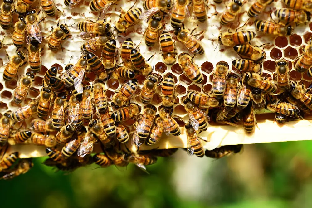 Abeilles dans une ruche. Animaux menacés par le changement climatique