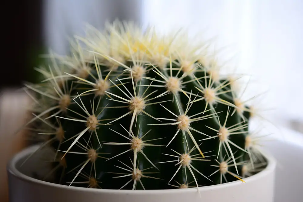 cactus, plante pour le bureau