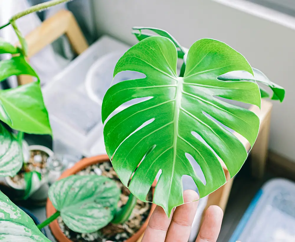 plante d'intérieur monstera deliciosa, parfaite dans un salon