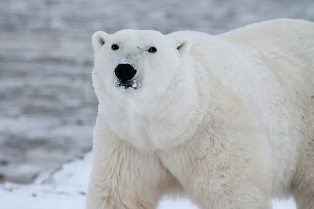 Ours polaire sur la banquise obligé de changer ses habitudes face au réchauffement