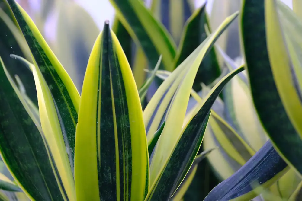 la sansevieria, une plante d'intérieur idéale pour la chambre