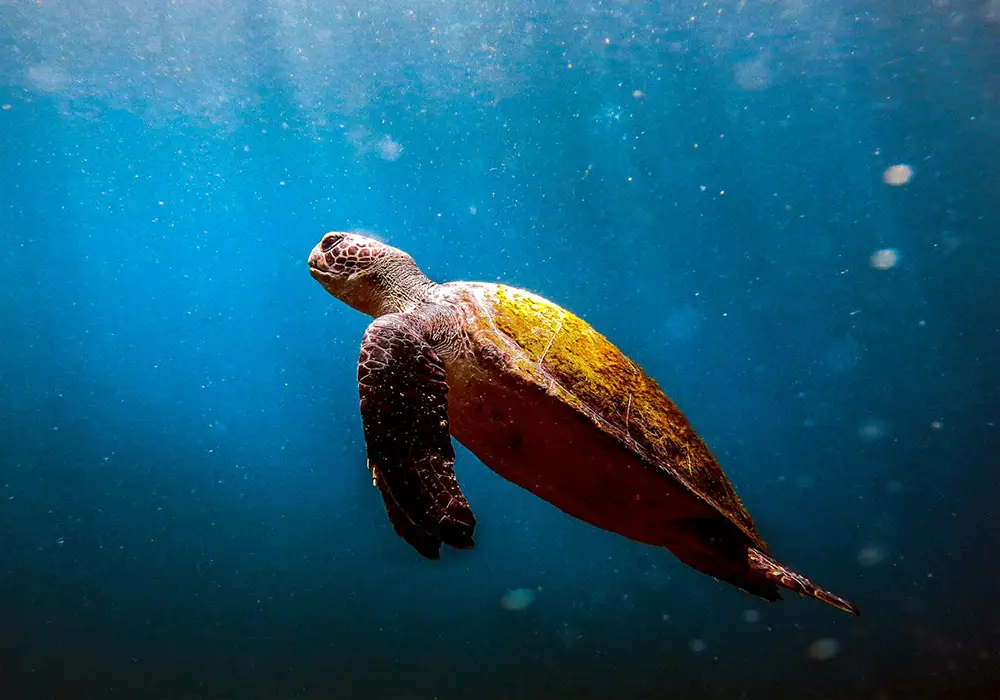 La tortue marine, menacée par le réchauffement des mers